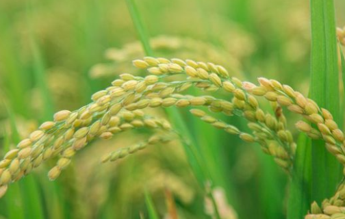 氮肥过多对水稻有什么危害 水稻氮肥大了对抽穗有影响吗
