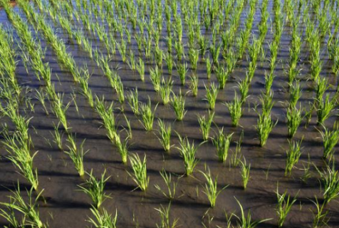 水稻三维立体强化通透密植栽培技术（水稻立体种植）