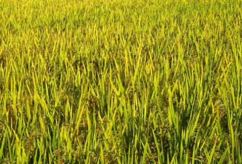 水稻田抗性千金子产生的原因 稻田抗性千金子用什么药可以杀除