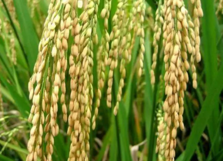优质水稻的必备条件有哪些（优质水稻的必备条件有哪些呢）
