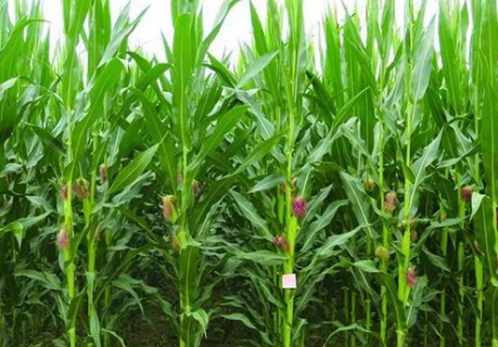 玉米种植的高产方法是什么