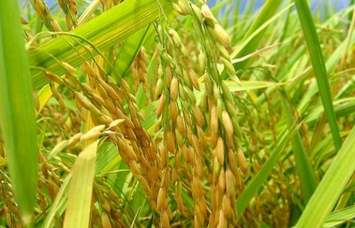 水稻虫害严重减产怎么办 水稻虫害防治方案
