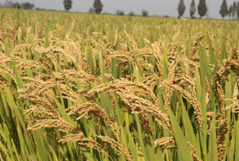 杂交粳稻品种天隆优619高产栽培技术 天隆优619水稻种子哪里买