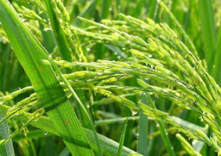 寒地水稻怎么施肥 寒地水稻施肥方法和用量