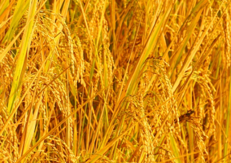 水稻新品种苗稻2号高产栽培技术 水稻养殖方法总结