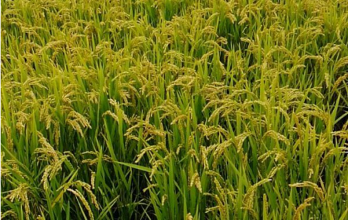 小暑期间水稻田间管理方法是什么 处暑水稻