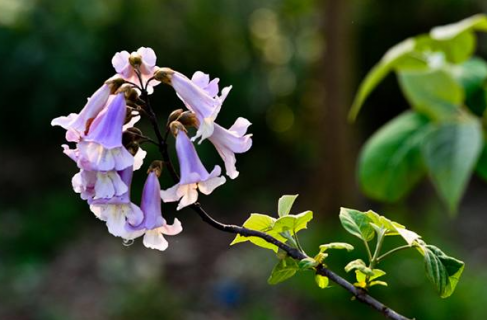 泡桐花怎么养护 泡桐花怎么用