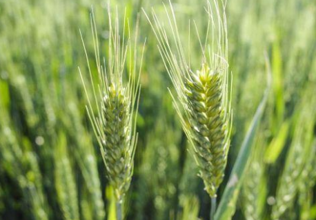 冬小麦生长旺盛期怎么做能高产 冬小麦高产栽培技术要点