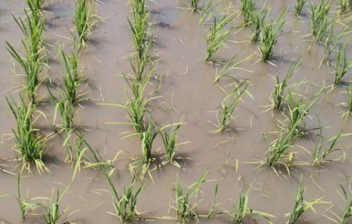 水稻僵苗的原因是什么 水稻僵苗的原因及解决方法