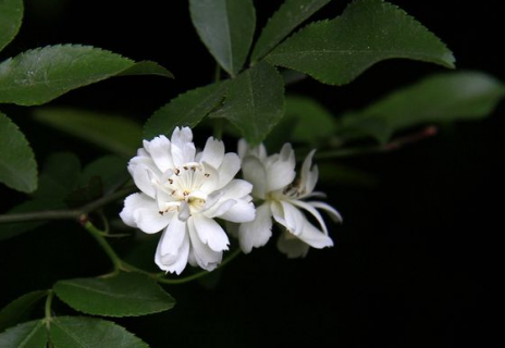 木香花花期有多长 木香花一般几年开花