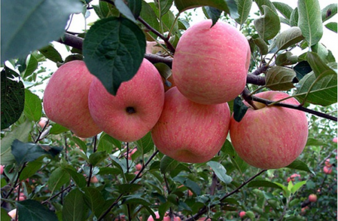 六月苹果树如何栽培管理（六月苹果树如何栽培管理视频）