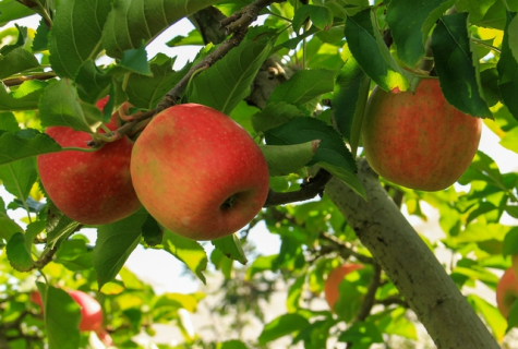 苹果园铺反光膜方法是什么 苹果园铺反光膜的作用
