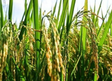 水稻除草剂打不死草的原因是什么