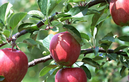 苹果树秋季施什么肥好 苹果树秋季施什么肥好活