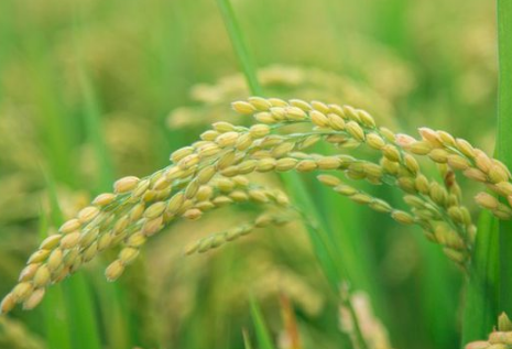 水稻秧苗期怎么管理（水稻秧苗管理的5个关键技术?）