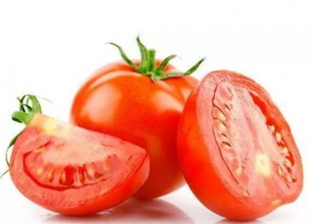番茄春季育苗苗床管理的技术 番茄春季育苗苗床管理的技术要点包括