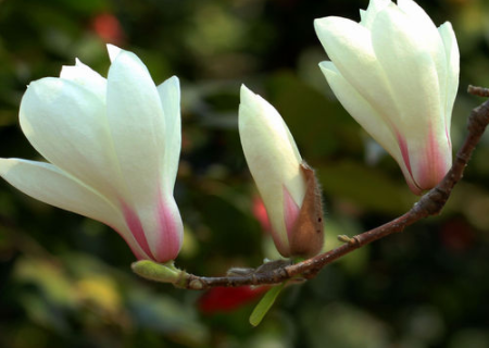 玉兰花能吃吗 玉兰花能吃吗?有什么功效