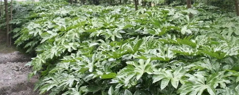 八角金盘盆栽养殖方法 八角金盘的养殖方法