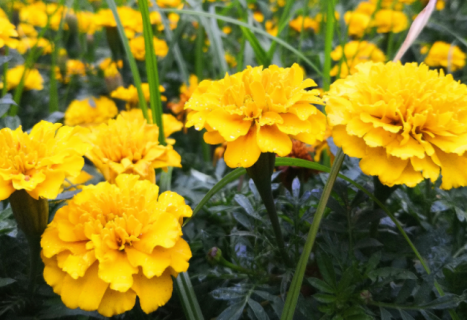 重阳节送什么花 那些花卉可以在重阳节送人