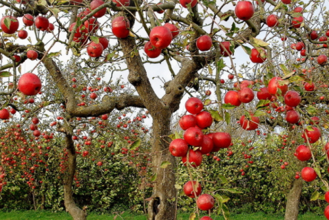 苹果树怎样栽种 苹果树怎样栽种最好