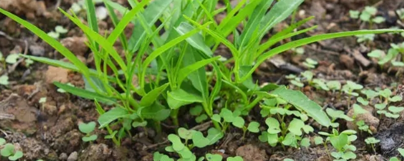 空心菜几月份播种最适合 空心菜适合什么时候播种