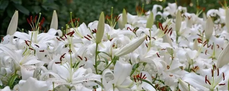 香水百合盆栽种植方法（香水百合盆栽种植方法及图片）