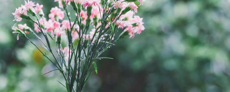 代表友谊长久的花是什么花 代表友谊长久的花是什么花名