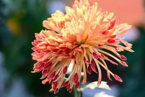 菊花如何室内越冬（菊花室内越冬怎么养）