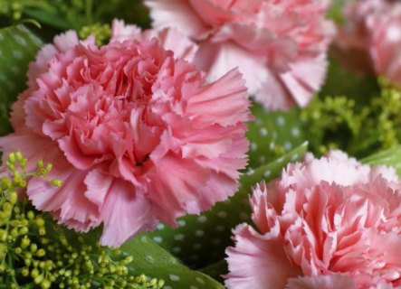 重阳节送什么花好 重阳节送什么花?