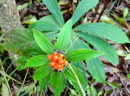 七叶一枝花如何种植（七叶一枝花怎样种植）