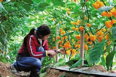 南方甜椒种植时间