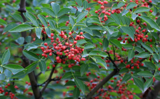 花椒树1一3年怎么管理