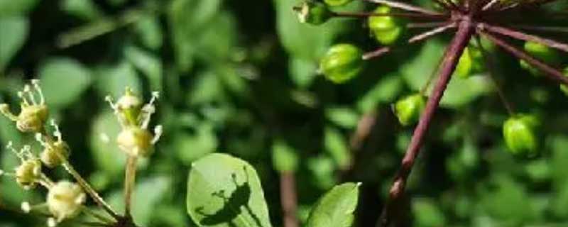 刺五加是什么植物（刺五加是什么植物吃了有副作用吗）