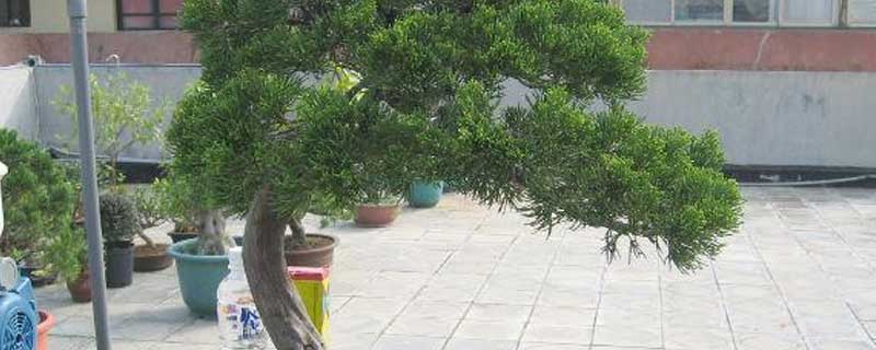 济州真柏养护注意事项（济州真柏移栽注意事项）