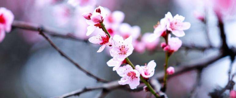 及第花是什么花 及第花的由来