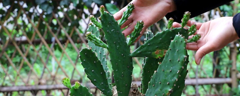 7种适合卧室养的植物（7种适合卧室养的植物图片）