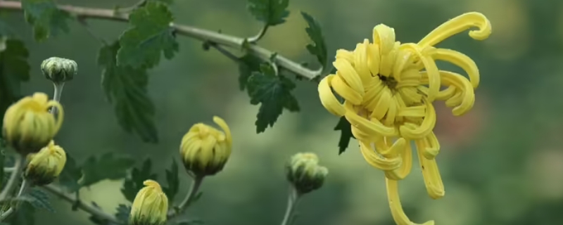 菊花几点开花 菊花几点开花,开花的样子