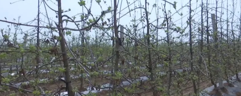 苹果栽种后多久开花结果 苹果栽种后多久开花结果呢