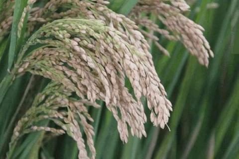 硅肥在水稻喷施最佳时间 硅肥喷施水稻浓度