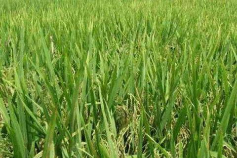 硅肥在水稻喷施最佳时间 正确使用方法