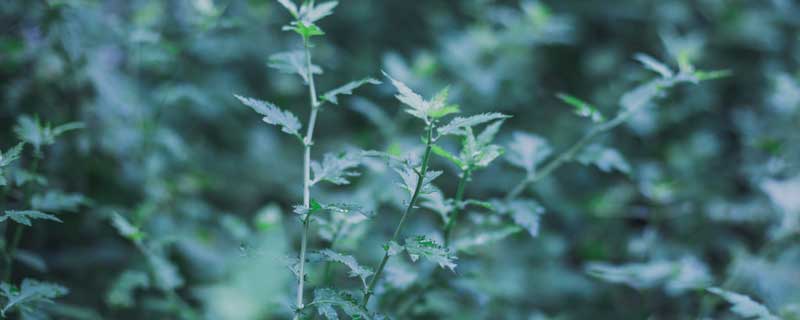 驱蚊的花草有哪些 驱蚊的花草有哪些盆栽