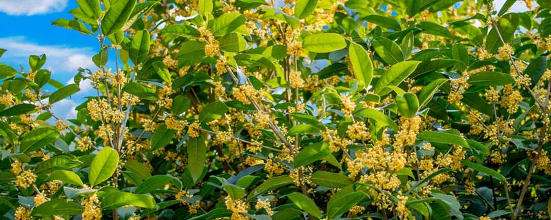 桂花花语是什么（红色桂花的花语是什么）