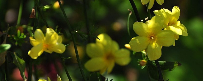 迎春花几点开放（迎春花几点开放像什么）