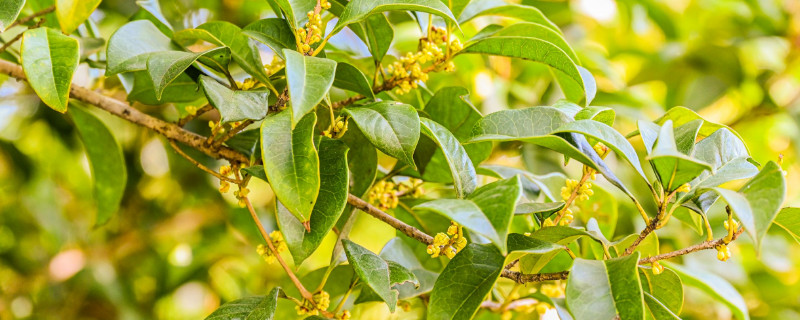 结籽桂花树什么品种 结籽桂花树什么品种好