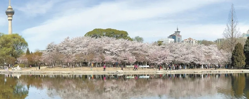 玉渊潭花期 玉渊潭花期2022