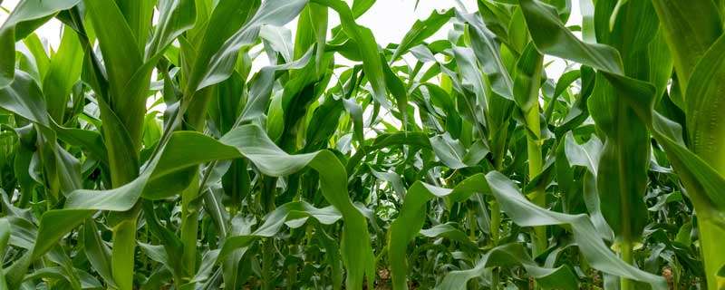 玉米虫害用什么农药 玉米害虫用什么农药防治