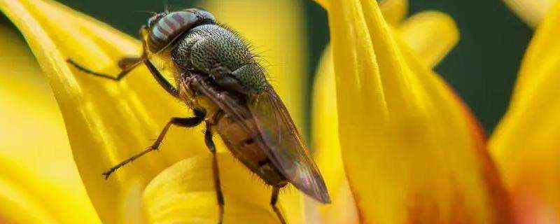 果蝇用什么农药防治 防治果蝇最好的农药