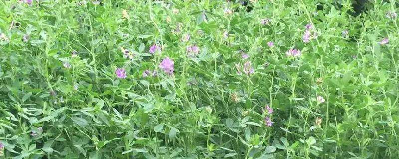 紫花苜蓿用什么除草剂 紫花苜蓿草用什么除草剂