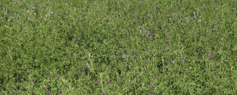 紫花苜蓿亩产量多少 紫花苜蓿每亩产量
