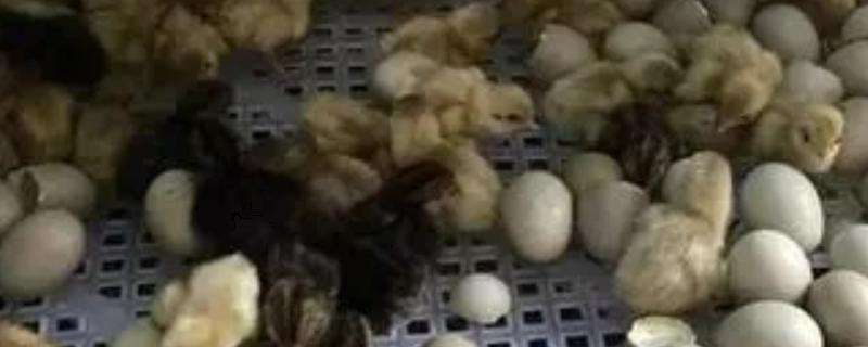 芦丁鸡孵化温度（芦丁鸡孵化温度38度~39度可以吗 视频）
